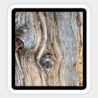 Wood Forest Nature Sticker